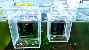 Hwas Aquarium Shrimp /Fish Breeder Box  Size S  Size L