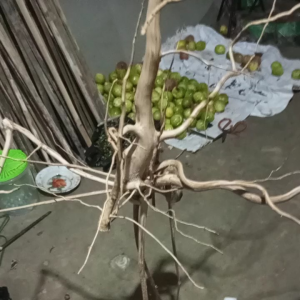 Ranting kayu kopi tangkringan burung atau hiasan depan rumah bagus untuk bonsai atau dalam apiari