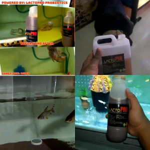 Lacto PRO Probiotics with Natural Vitamins and Minerals 1 GALLON for all kinds of Animals