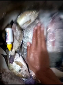 GEDIBAL FISHING Esen Essen Esence Essence oplosan ikan Nila Dan Mujaer