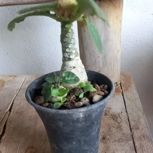 มะพร้าวทะเลทราย