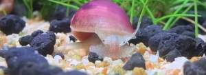 Bladder Snail (Physella acuta) - 扁螺螺 / 膀胱螺/ 囊螺 safe fish food aquarium plant friendly algae eater