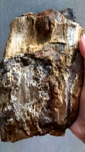 Rễ cây hóa thạch