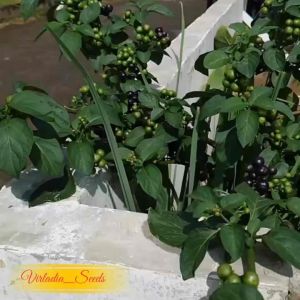 [Virladia Seeds] Biji Benih tanaman Terong Pipit | Leuncah