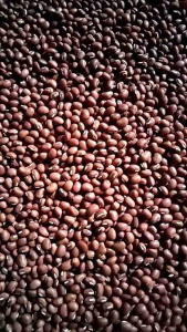 ( 500 garam) benih biji kacang Tolo tunggak