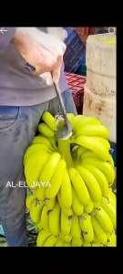 Alat Sosrok buah Pisang bahan dari baja