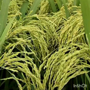 BENIH PADI CI GEULIS SUPER BERKUALITAS UNGGUL PER 1KG