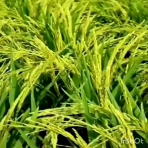 Benih Padi Zizania Unggal 5kg