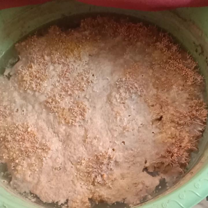 Biang jakaba 600ml kemasan super full biang spora