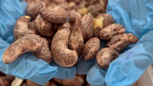 มะม่วงหิมพานต์เผา จัมโบ้ เต็มเมล็ด เมล็ดใหญ่ รสชาติดี (ขนาด80g/160g/400g/500g/1kg)