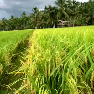 BENIH BIBIT PADI CIBATU 06 SUPER KUALITAS UNGGUL /1Kg