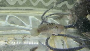 Channa Blue Pulchra 4-10cm live fish