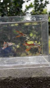 อาหาร ปลา หางนกยุง เอนเลอร์  หรือหาง นกยุงป่าหางง้าว หายาก  ชาย หญิง 1 คู่ สีสันสวยงามพร้อม ผสม