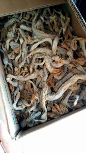 IKAN ASIN USAM JAMBRONG KERING SUPER BISA COD