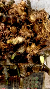 250g sâm ngọc linh không lá