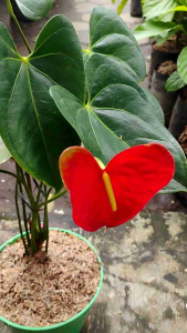 Red Anthurium / 红火鹤花 / Bunga Anthurium Merah / लाल एंथुरियम (Singapore: Red Flamingo Anthurium) – Bright Flowers Indoor