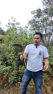 Arit Sabit Cap Dewi Bintang | Arit Multifungsi PengaritanPemangkasan Panen Padi
