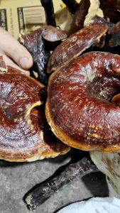 Nấm lim xanh rừng Tự Nhiên Thái Lát túi 300g