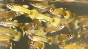 Hot deal 🔥 24K Gold Guppy- 24K黄金「孔雀鱼」 AquaX Live Fish With D.O.A. *Ship West & East Malaysia* ~Farm Direct Sell