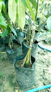 ต้นทุเรียนหมอนทอง ราคา 3 ราก มูซานคิง 3 ราก เสริมจมูก 3 ราก