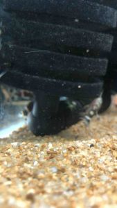 Mustard Squeaker Catfish/Synodontis Catfish/Readystock/Freshwater/Ornamental Fish