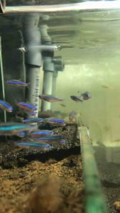 Green Neon Tetra /Readystock/Freshwater/Ornamental Fish
