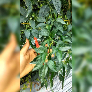 BENIH CABE KERITING MERAH (KEMASAN ORIGINAL)
