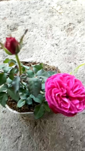 tanaman hias bunga mawar import yuzen -rose yuzen plant