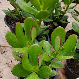 ต้นคลาสซูล่า ใบเงินใหญ่ กระถาง 5 นิ้ว