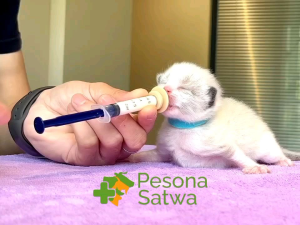 Miracle Nipple Small -Dot Untuk Kucing AnjingHamster Burung etc
