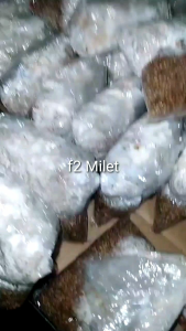 Bibit jamur Media milet lebih mudah nginok