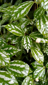 Aluminum Plant Pilea cadierei plant seedling starter