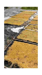 Daun Talas Kering 500 gram kualitas ekspor premium ( Beneng kering)