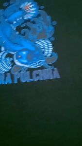 KAOS CHANA ANAK / BAJU CHANA ANAK / KAOS ANAK LAKI LAKI GAMBAR IKAN CHANA / BAJU ANAK LAKI LAKI GAMBAR IKAN CHANA / KAOS IKAN PREDATOR CHANA ANAK / BAJU IKAN CHANA ANAK COWOK / KAOS ANAK COWOK KEREN / BAJU ANAK COWOK