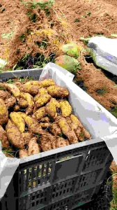 Ubi madu Cilembu Asli 1kg Arben