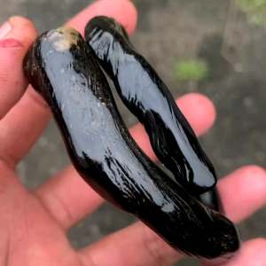 Gelang akar Bahar hitam
