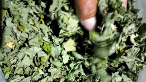 Daun Pegagan Merah Kering 100 Gram