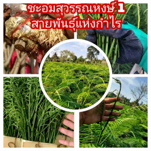 กิ่งพันธุ์ชะอม (20 กิ่ง) กิ่งตอนชะอม มีรากพร้อมปลูก