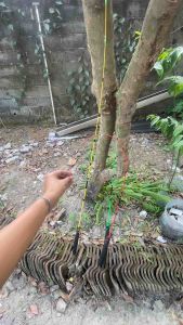 Joran Fiber Solid Getsu Udang Mabok 120Cm-150Cm & Reel Atom Terpasang Senar Ada Bonus!