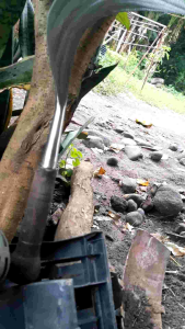 Sabit rumput padi baja per sepuh