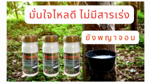 ยังพญาจอบ สูตรฝาทอง ฟื้นฟูทันใจไม่ทำร้ายต้นยางแพ็คคู่ (2ขวด แบบน้ำใส) รักษา+ป้องกันเชื้อรา บำรุงต้นยาง เบอร์1เรื่องยาทาหน้ายาง ชาวสวนมืออาชีพเลือกใช้