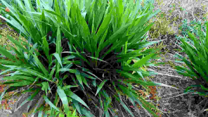 50 Hom Cỏ Voi Lùn Đài Loan năng xuất cao dành cho chăn nuôi Thỏ Bò Dê