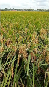 Benih Padi CIBATU 06 Berkualitas Kemasan 1kg