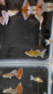 Sky Red Guppy / Fish for Aquarium
