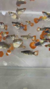 Red Koi Short Body Guppy [PAIR] / Fish for Aquarium