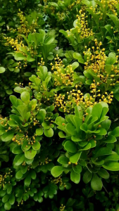 ต้นประยงค์​ แก้วประยงค์ ประยงค์​หลวง ไม้ดอกหอม ไม้ไทยโบราณ ต้นจากกิ่งตอนพร้อมออกดอก