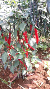 Cabe Merah Keriting Segar 500gr