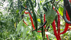 Cabe Merah Keriting Segar Isi 1kg