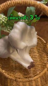 เห็ดนางฟ้าปลอม วัสดุผลิตจากยาง จับแล้วนิ่มเหมือนจริงมาก็(เห็ดนางฟ้า3ใบ)