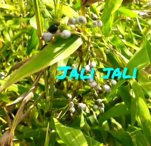 BIJI/BENIH JALI-JALI | BAHAN KOLASE (TIPE BIJI KERAS)